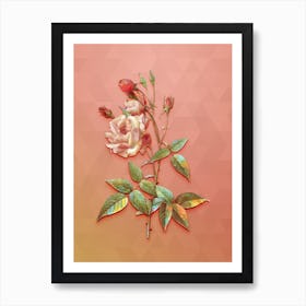 Vintage Common Rose Of India Botanical Art on Peach Pink n.1333 Art Print