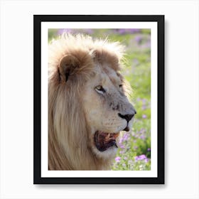 White Lion Male Art Print