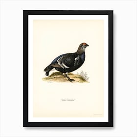 Black Grouse, The Von Wright Brothers Art Print