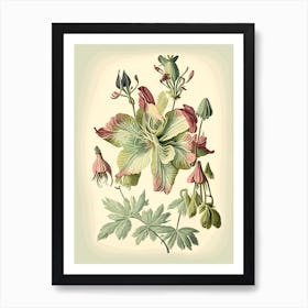 Wild Columbine Wildflower Vintage Botanical Art Print