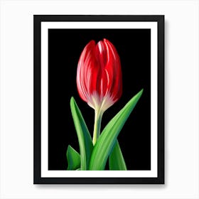 A red tulip. Art Print