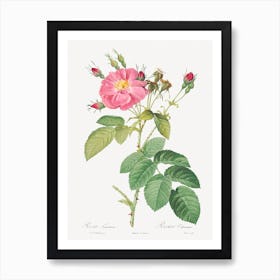 Harsh Downy Rose, Pierre Joseph Redoute Art Print