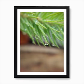 Water Droplets On A Pine Branch Art Print