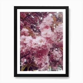 Sakura Oil Painting Flowers Art Print
