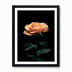 Peach Rose 28 Art Print