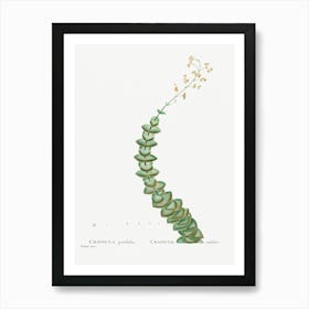 Crassula Perforata, Pierre Joseph Redoute Art Print