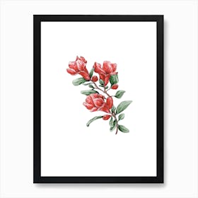 Vibrant Pomegranate Flower Watercolor Painting Art Print