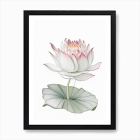 Water Lily Floral Quentin Blake Inspired Illustration 4 Flower Art Print