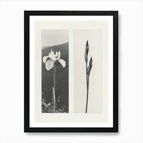 Iris Flower Photo Collage 1 Art Print