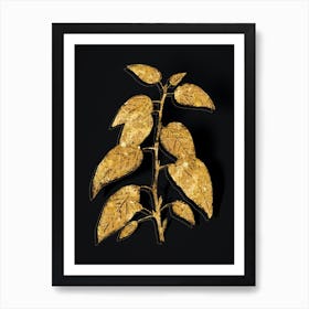 Vintage Balsam Poplar Leaves Botanical in Gold on Black n.0600 Art Print