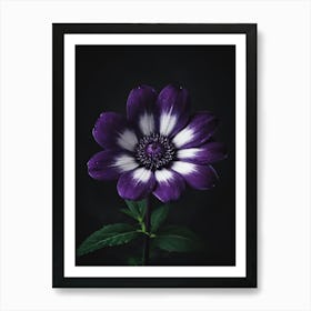 White Purple Flower On Black Background Art Print