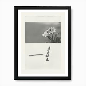 Forget Me Not Flower Photo Collage 1 Art Print