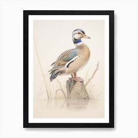 Vintage Bird Drawing Wood Duck 1 Art Print