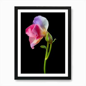 Sweet Pea Flower Isolated On Black Art Print