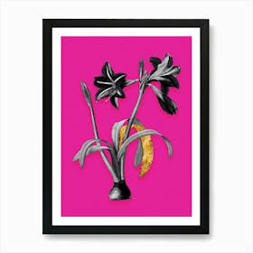 Vintage Brazilian Amaryllis Black and White Gold Leaf Floral Art on Hot Pink n.1153 Art Print