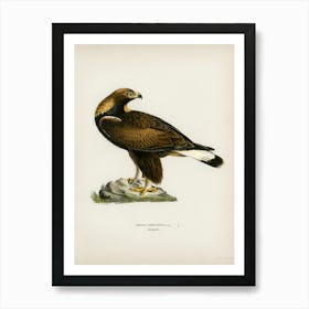 Golden Eagle (Aquila Chrysaetos), The Von Wright Brothers Art Print