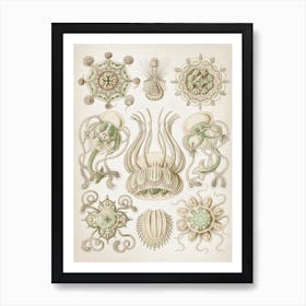 Vintage Haeckel 3 Tafel 16 Spangenquallen Art Print