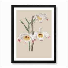 Orchids 3 Art Print