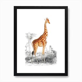 Giraffe Vintage 19th Century Illustration Art Print