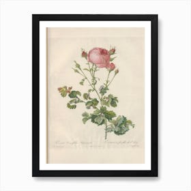 Rose Illustration, Pierre Joseph Redoute (61) Art Print