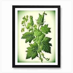 Hedge Nettle Wildflower Vintage Botanical 1 Art Print