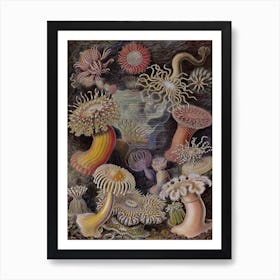 Vintage Haeckel 17 Tafel 49 Seeanemonen Art Print