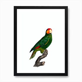 Vintage Red Lored Amazon Parrot Bird Illustration on Pure White Art Print