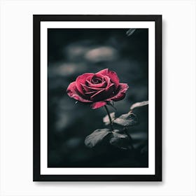 Dark Rose 73 Art Print