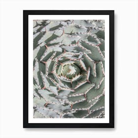 Agave Art Print