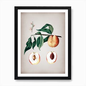 Vintage Peach Botanical on Parchment 1 Art Print