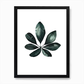 Botanical Illustration Arboricola Schefflera Art Print