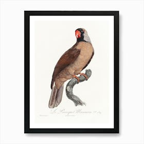 Mascarine Parrot From Natural History Of Parrots, Francois Levaillant Art Print