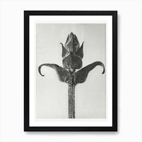 Brunella Grandiflora, Karl Blossfeldt Art Print