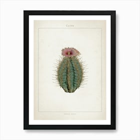 Vintage Curtis 2 Echinocactus Ellipticus Art Print