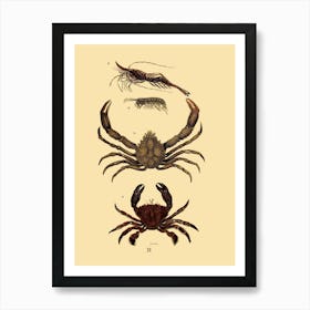 Crabs Art Print