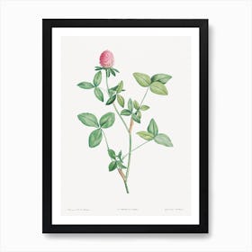 Clover Flower, Pierre Joseph Redoute Art Print