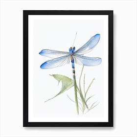 Blue Dasher Dragonfly Pencil Illustration 2 Art Print