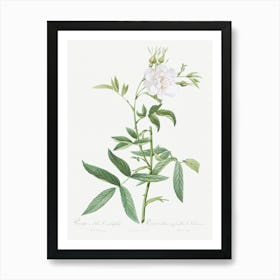 White Rose With Hemp Leaves, Pierre Joseph Redoute Art Print