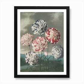 Carnations 5 Art Print