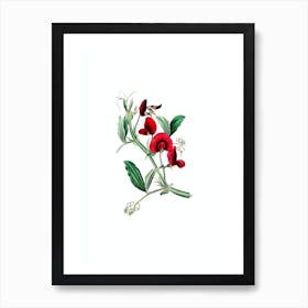 Vintage Tangier Pea Flower Botanical Illustration on Pure White n.0955 Art Print