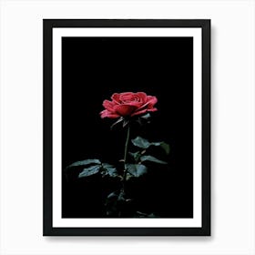 Dark Rose 37 Art Print