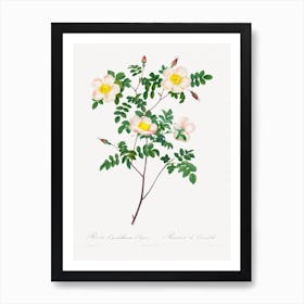 Rosa Candolleana Elegans, Pierre Joseph Redouté Art Print