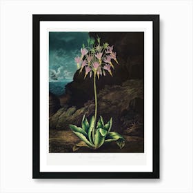 The American Cowslip From The Temple Of Flora (1807), Robert John Thornton Art Print