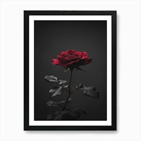 Dark Rose 134 Art Print