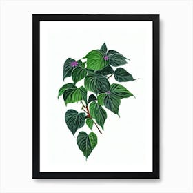 Bleeding Heart Vine (Clerodendrum Thomsoniae) Watercolor Art Print