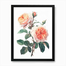 English Roses Painting Sketch Style 4 Art Print
