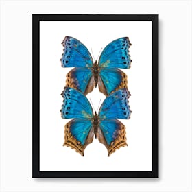 Two Deep Blue Butterflies Art Print