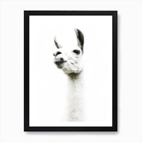 Llama I Art Print