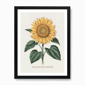 Helianthus Annuus Botanical Illustration - Sunflower Art Print
A beautiful botanical illustration of the Helianthus Annuus, or sunflower, featuring bright yellow petals and lush green leaves. This piece brings warmth and natural charm to any setting.
Perfect for a kitchen, dining area, or sunny living space, adding a cheerful and inviting touch. Art Print