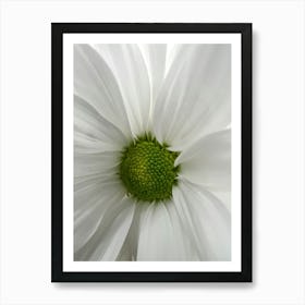 Close Up Of A White Daisy Art Print